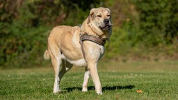 Beiger Hund mit einem braunen Geschirr läuft über eine Wiese