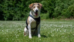 Hund mit tricolorfarbenem Fell sitzt hechelnd auf einer Blumenwiese 