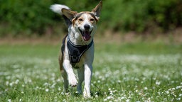 Hund mit tricolorfarbenem Fell läuft hechelnd in Richung Kamera 