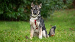 Ein dreifarbiger junger Hund mit rotem Geschirr sitzt auf einer Wiese