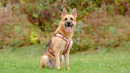 Ein Hund mit hellbraun-schwarzem Fell sitzt hechelnd auf einer Wiese 