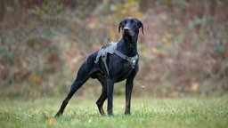 Großer schlanker Hund mit schwarzem Fell steht auf einer Wiese und trägt ein schwarzes Geschirr 