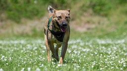 Hund mit braunem Fell geht hechelnd über eine Wiese 