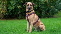 Ein großer brauner Hund mit rot-grauem Geschirr sitzt auf einer Wiese