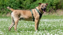 Hund mit braunem Fell steht seitlich auf einer Wiese und trägt ein grünes Geschirr 