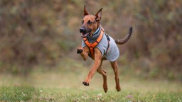 Ein großer braun-schwarzer Hund mit einem grauen Mantel und einem orangenen Geschirr läuft über eine Wiese