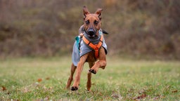 Großer braun-schwarzer Hund mit einem grauen Mantel und einem orangenen Geschirr läuft über eine Wiese