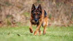 Ein großer braun-schwarzer Hund läuft über eine Wiese