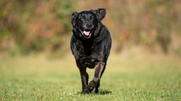 Ein schwarzer Hund läuft über eine Wiese