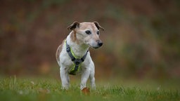 Kleiner Hund mit braun-weißem Fell steht auf einer Wiese und schaut seitlich an der Kamera vorbei 