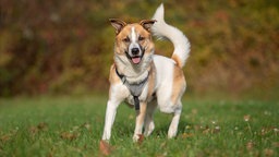 Ein tricolorfarbener Hund auf einer Wiese 