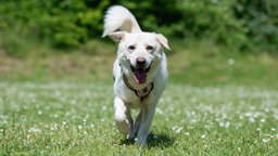 Hund mit beigefarbenem Fell läuft hechelnd über eine Wiese 