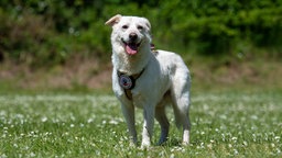 Hund mit beigefarbenem Fell steht hechelnd auf einer Wiese 