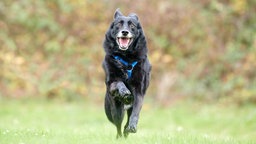 Ein Hund mit schwarzem Fell läuft hechelnd über eine Wiese 