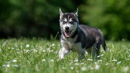 Kleiner Hund mit dunklem Fell und weißen Flecken geht hechelnd über eine Wiese 