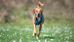 Hund mit braunem Fell und weißen Flecken läuft hechelnd über eine Wiese 