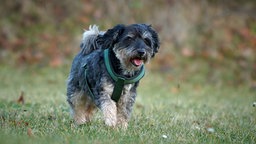 Ein kleiner schwarz-brauner Hund mit lockigem Fell läuft hechelnd über eine Wiese