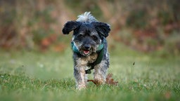 Ein kleiner schwarz-brauner Hund mit lockigem Fell läuft hechelnd über eine Wiese