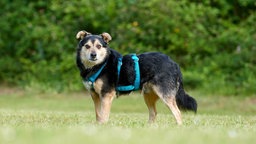 Hund mit tricolorfarbigem Fell steht seitlich auf einer Wiese und trägt ein blaues Geschirr 