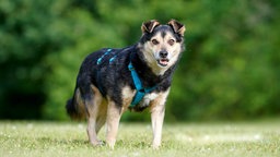 Hund mit tricolorfarbigem Fell steht auf einer Wiese 