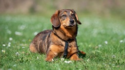 Mittelgroßer Hund mit braunem Fell liegt auf einer Blumenwiese 