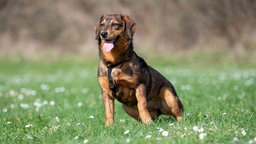 Hund mit braunem Fell sitzt hechelnd auf einer Wiese und schaut seitlich