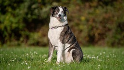 Ein Hund mit dunkel gestromt-weißem Fell sitzt auf einer Wiese 