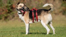 Dreifarbiger Hund mit einem roten Geschirr steht seitlich auf einer Wiese und hechelt