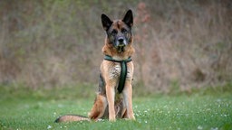 Großer Hund mit schwarz braunem Fell sitzt auf einer Wiese und schaut in Richtung Kamera 