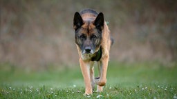 Großer Hund mit schwarz breunem Fell läuft geduckt über eine Wiese 