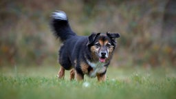 Mittelgroßer Hund mit dreifarbigem Fell steht hechelnd auf einer Wiese