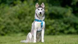 Großer weiß-grauer Hund mit blauem Geschirr sitzt auf einer Wiese