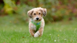 Ein kleiner Hund mit flauschigem hellbraunem Fell auf einer Wiese 