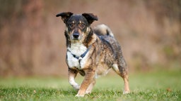 Ein dreifarbiger Hund mit einem dunklen Geschirr läuft über eine Wiese