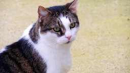 Weiß-getigerter Kater mit grün-gelben Augen 