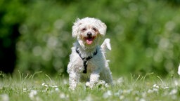 Ein kleiner weißer Hund mit gelocktem Fell steht hechelnd auf einer Wiese