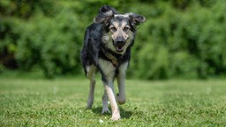 Hund mit schwarz-beigefarbenem Fell läuft über eine Wiese 