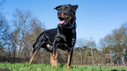 Ein großer Hund mit schwarz-braunem Fell steht hechelnd auf einer Wiese 