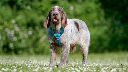 Weiß-brauner Hund mit Schlappohren und einem blauen Geschirr steht auf einer Wiese