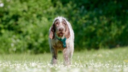 Weiß-brauner Hund mit Schlappohren und einem blauen Geschirr läuft über eine Wiese