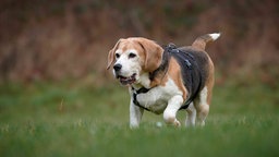 Übergewichtiger Hund mit dreifarbigem Fell läuft über eine Wiese 