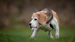 Übergewichtiger Hund mit dreifarbigem Fell auf einer Wiese 