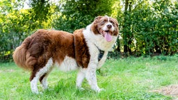 Ein Hund mit weiß-braunem langem Fell steht hechelnd auf einer Wiese 