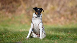 Dreifarbiger Hund mit einem weißen Mantel sitzt auf einer Wiese