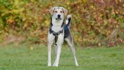 Ein Hund mit tricolor-farbigem Fell steht auf einer Wiese 