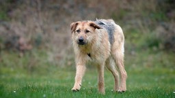 Hündin mit beigefarbigem Fell mit grauen Flecken steht auf einer Wiese 