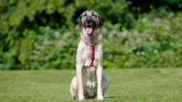 Großer beiger Hund mit schwarzer Maske und einem roten Geschirr sitzt auf einer Wiese