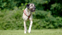 Großer beiger Hund mit schwarzer Maske und einem roten Geschirr läuft über eine Wiese