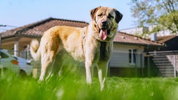 Ein großer, beiger Hund steht hechelnd auf einer Wiese