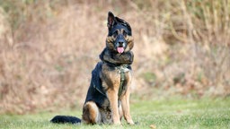 Ein großer braun-schwarzer Hund mit einem Knickohr sitzt auf einer Wiese